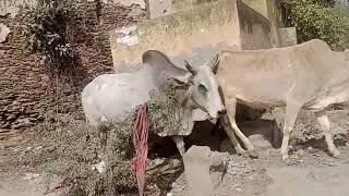 गौ को ज्यादा से ज्यादा धर्म करें@गौ धर्म ब्लॉक चैनल