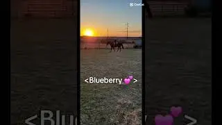 Thank you 💜#donkey #horse #family #equestrian #equestrian #horsegirl #farm #Ash