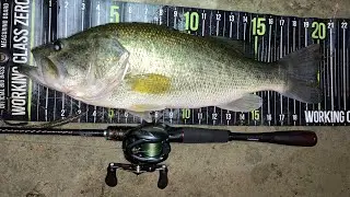 Almost 5 pound #largemouthbass eats a 4&rdquo; #senko #bass #fishing #socalfishing #catchandrelease