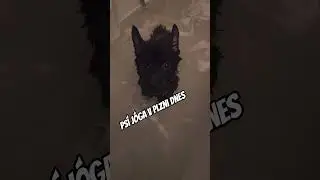 ps&iacute; j&oacute;ga Plzeň #dog #joga #sport #viral #shorts #doglove #dogshorts