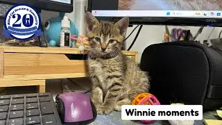 Winnie Moments