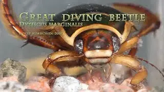 Great diving beetle - Dytiscus marginalis - Dytique bord&eacute; - Gelbrandk&auml;fer