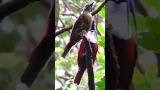 Unbelievable Bird Sounds &ndash; The Most Mysterious & Unique Calls in Nature