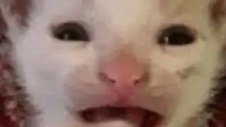Scared cat pt 1 