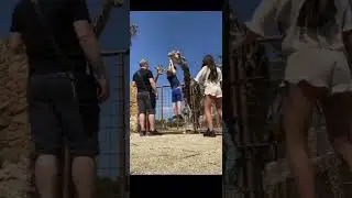 Animal prank video funny reaction 😂 #Shorts