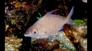 イトヒキサギ　Whipfin silver-biddy　Gerres filamentosus