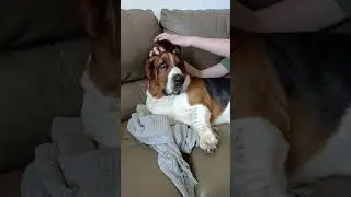 Basil so relaxed
