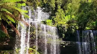 Guided Meditation Fern Forest by Your Peace World