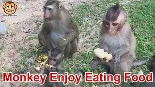 Monkey Enjoy Eating Food - Cambo Monkey Living 2019