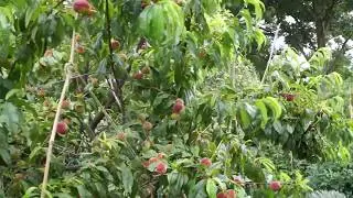 A Rough Guide to Growing a Peach Tree in Southern England