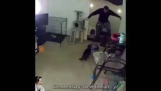 His first and last time sitting cats