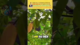 Xem ngay B&iacute; mật phong thủy khi trồng c&acirc;y khế trước nh&agrave;. Vin Hạ Long Xanh - nhaminhdayroi
