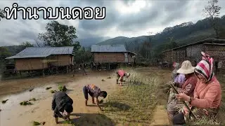 หมู่บ้านบนดอย4หลังคาทำนาแชง