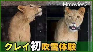 【吹雪にパニックライオン】クレイ駆け上がる！何度も鳴いたイト~円山動物園ライオン一般公開に向け屋外訓練中~Clay and Ito at Maruyama zoo in winter