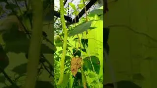 longer bean#reels #backyardgarden #natur #reels #vegetables bio garden