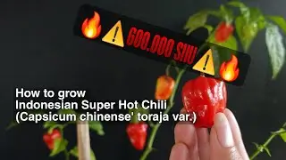 HOW TO GROW KATO'KON CHILI (Capsicum chinense toraja var.) FROM SEED