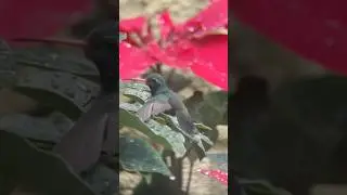 HUMMINGBIRD Splash! 💦 &iexcl;El Gran Chapuz&oacute;n del COLIBR&Iacute;! #Navidad #christmas