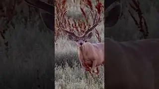 We hope your summer scouting is looking this good! 🎥: @muleyphotos