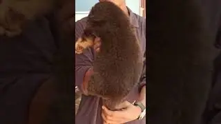 Gsd Male puppy|| Trivandrum ||📞 85938 52209 ||#plantorium