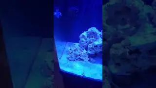 32 Gallon Biocube - AI Prime Sol Light