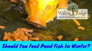Should You Feed Pond Fish In Winter?
