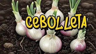 🧅Diferencias entre cebolla, cebolleta y chalota: &iexcl;Gu&iacute;a f&aacute;cil para no confundirlas!