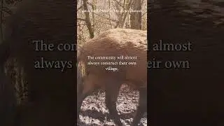 wild boar terraform the land and build things
