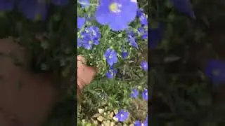 Blue Flax Flowers  (from sowing grocery store flax seeds)