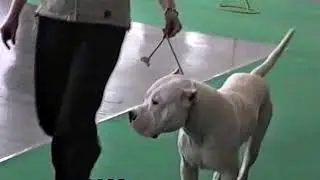 World Dog Show 2006, Poland, Poznan - dogo argentino