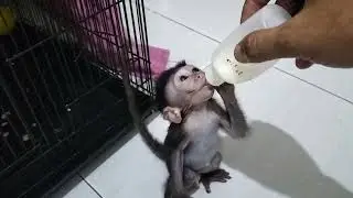 Cute baby monkey and funny...