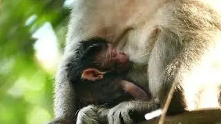 #congratulations New and Welcome To baby Monkey in mommy violet. Is this monkey a son or a daughter?