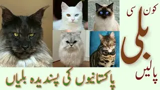 Favourite Cats in Pakistan | Imported cats breed | Khabar Kahani |
