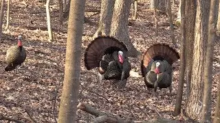 Turkey Hunting Wisconsin 