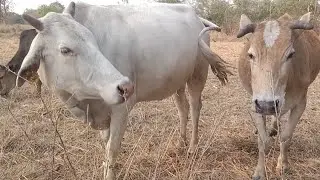 Cow Sounds Video | Herd Of Cows And Bullocks Grazing Happily In The Village Fields
