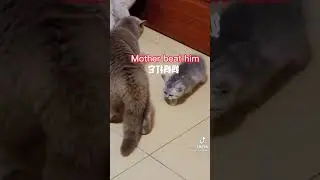 Mama gata defiende a su beb&eacute; de otro gato que le pega 🐈