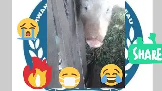 Ngoma basanze ingurube irigutataguza igitsina CYU mugabo 😭🤣🤣 Gakenke imbwa yariye uruhinja rwimyaka2