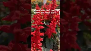 Where Word can't reach, flowers can reach there. #youtubefeed #nature #trending #travel #viral