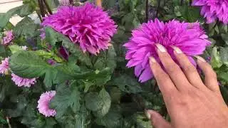 Summer and Fall garden tour | Goth Gardening