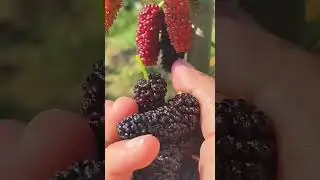 What Do You Call Mulberry In Your Language #satisfying #short