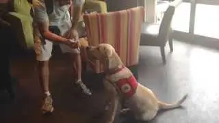 Veterans Moving Forward-service dogs for veterans