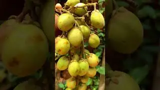 Gaduguda pickle #food #recipe #gaduguda