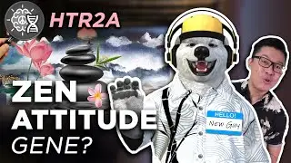 Why You Get ANGRY (or Stay Calm!) | DNA Personality Genetics - Zen Attitude Gene (HTR2A)