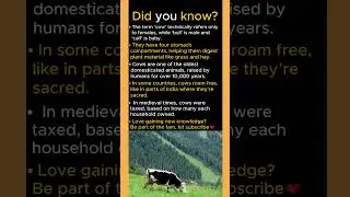 Which country treats cows as holy animals #factsyoudontknow