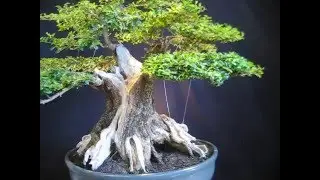 Ligustrum sinense.  ligustrina