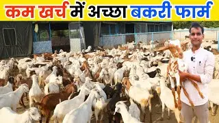How much can you earn from 10 goats, know the complete details ll Goat Farming Business ll Bakri ...