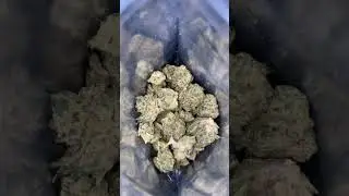 Grape stomper 🍇#hempcommunity #weedcommunity #youtube #thcareview