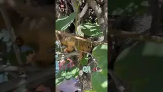 Walnut giving to 🐿️ gone wrong! #bloopers