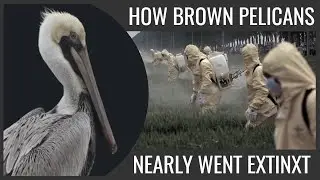 How Brown Pelicans Nearly Went Extinct (And Are Still Threatened) Because of Humans