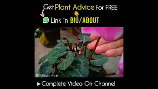 How Big Pot is enough for Cyclamen Flower Plant?