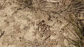 Ptilothrix Female Finishes Nest